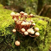 It's wild mushroom season in Australia. Here's how to stay safe and avoid poisoning