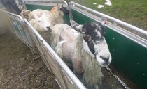 Staffordshire farmers admit animal cruelty
