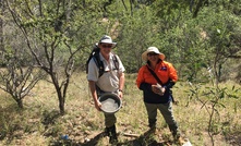 Stavely up on early gold results