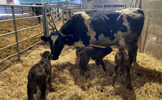 Defying the odds - Cow gives birth to triplets