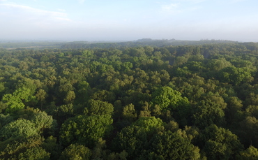 “Trees as catalysts for change”: National Forest celebrates tree planting milestone