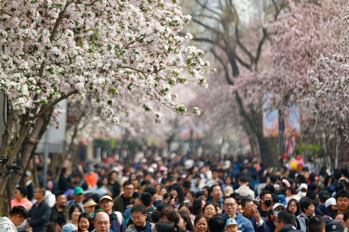 InPics: Crabapple blossom festival kicks off in N China's Tianjin
