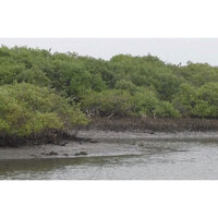 Tamil Nadu: Thoothukudi Forest Department continues mangrove restoration, expansion efforts