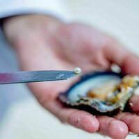 EAD launches first project inGulfto survey, evaluate, restore traditional oyster habitats