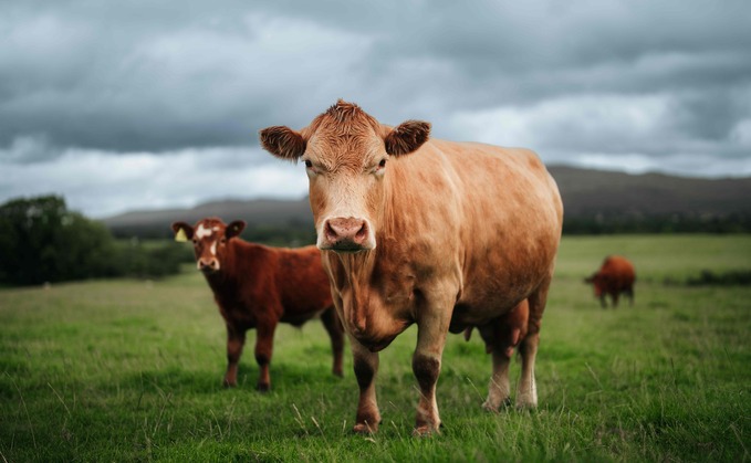 "It makes absolutely no sense to be importing red meat while our own high-quality, lower-emissions product is under pressure. We have a world-class supply chain in Scotland—from farm to processor—that delivers for consumers, communities, and climate." "It makes absolutely no sense to be importing red meat while our own high-quality, lower-emissions product is under pressure. We have a world-class supply chain in Scotland—from farm to processor—that delivers for consumers, communities, and climate."