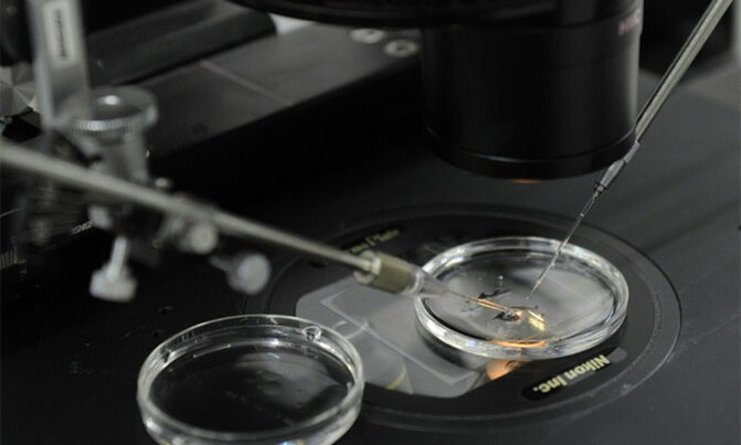 Scientists create first human-pig embryos Scientists create first human-pig embryos