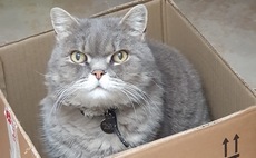 Paws for thought: Understanding the power of pent-up demand in China