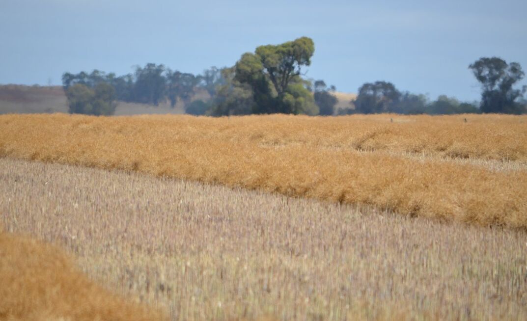 Including a legume and/or canola as a break crop has shown positive effects in the paddock in subsequent years.