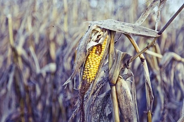 Crop damage caused in Ukraine war may increase global carbon emissions, food costs: Research