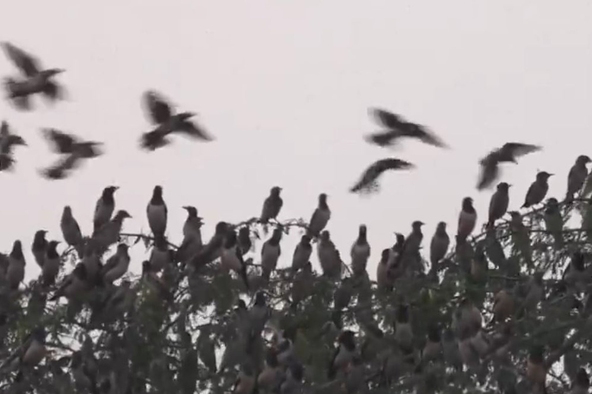 Tamil Nadu: Thousands of migratory Rosy Starlings arrive in Thoothukudi creating spectacular aerial displays