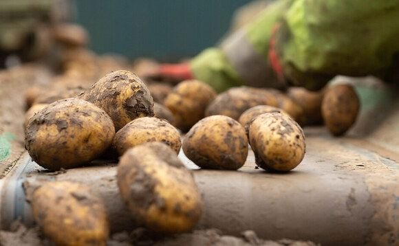 Potato production up despite smaller planted area