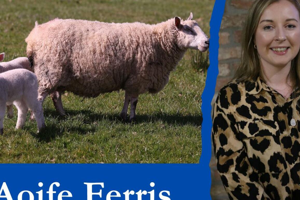 Aoife Ferris- Preparation is paying off  for sheep farmers
