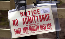 Letters: "It is not well known that the British Government was no longer in charge of policy on foot-and-mouth in 2001"