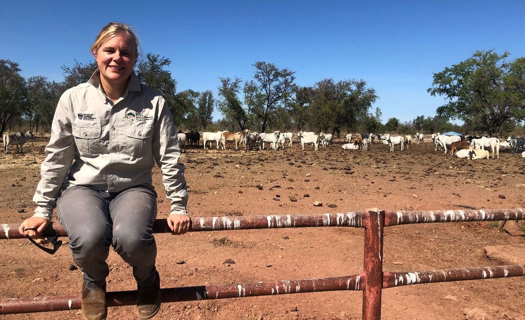 CDU researchers Beth Penrose and Sunil Kadri are exploring the impact of virtual fences on NT farms.