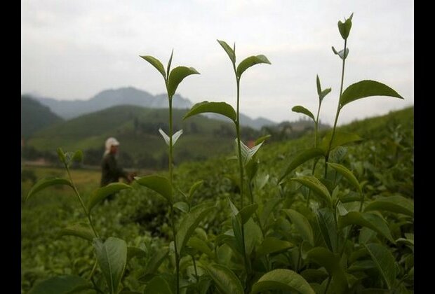 Green tea can terminate antibiotic-resistant bacteria: Research