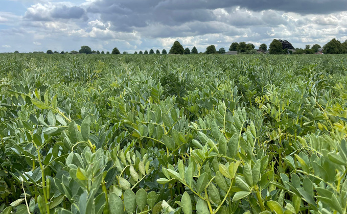 Talking Policy: Harnessing the benefits of home-grown proteins