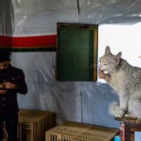 MIDEAST-GAZA CITY-STRAY CATS