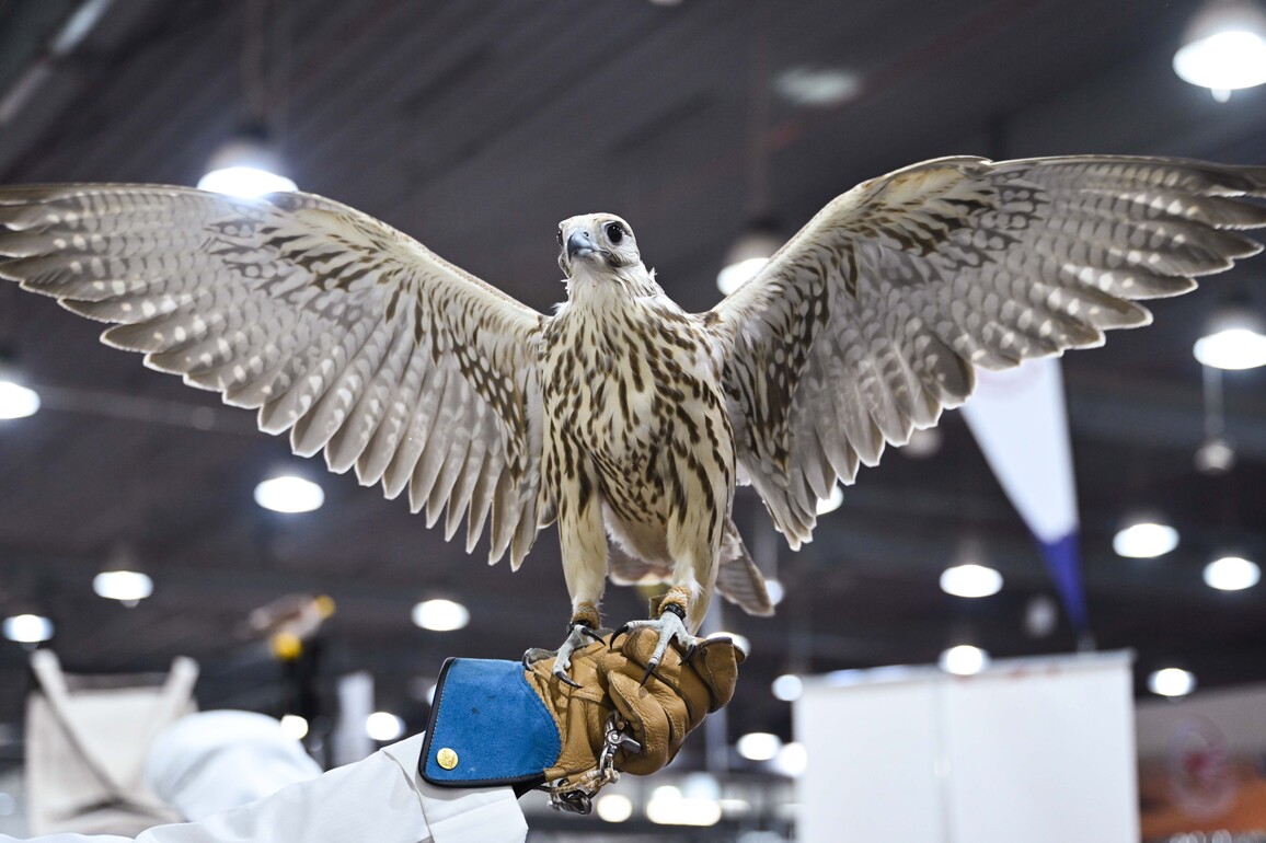 KUWAIT-HAWALLI GOVERNORATE-FALCONS EXHIBITION