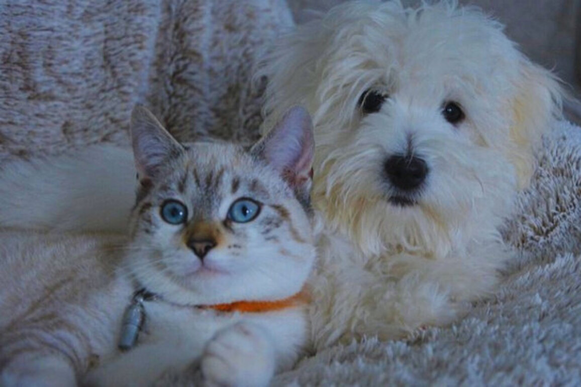 New EU Rules: All Dogs and Cats to Be Microchipped