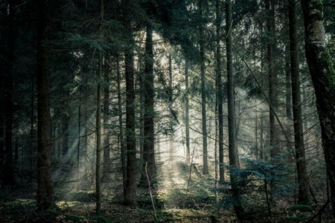 Study reveals how trees influence cloud formation