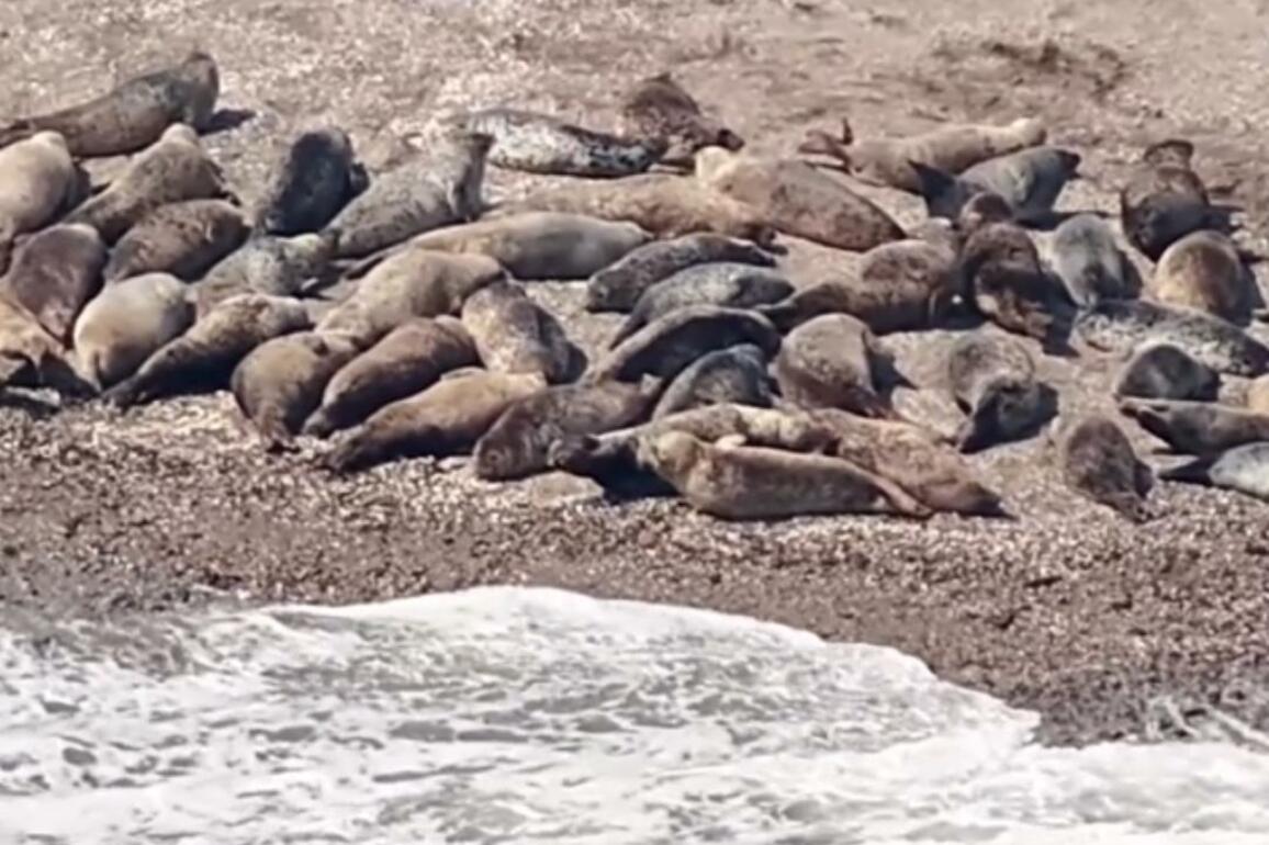 GLOBALink | Nocturnal activity dynamics, habitat conditions of spotted seals monitored in NE China