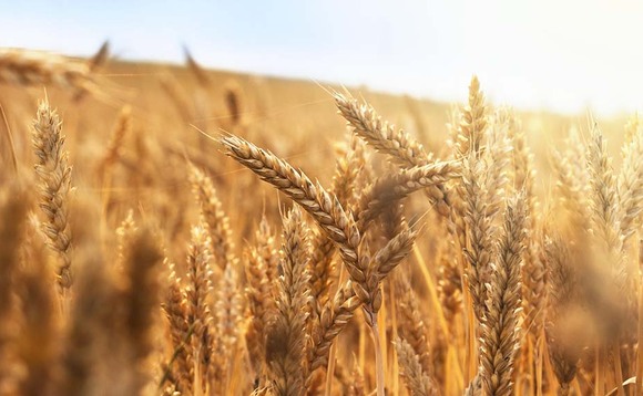 Support for wheat despite price falls