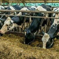 The environmental, social and public health toll of Europe's factory farming dependency