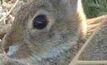 DPI targets rabbits, serrated tussock