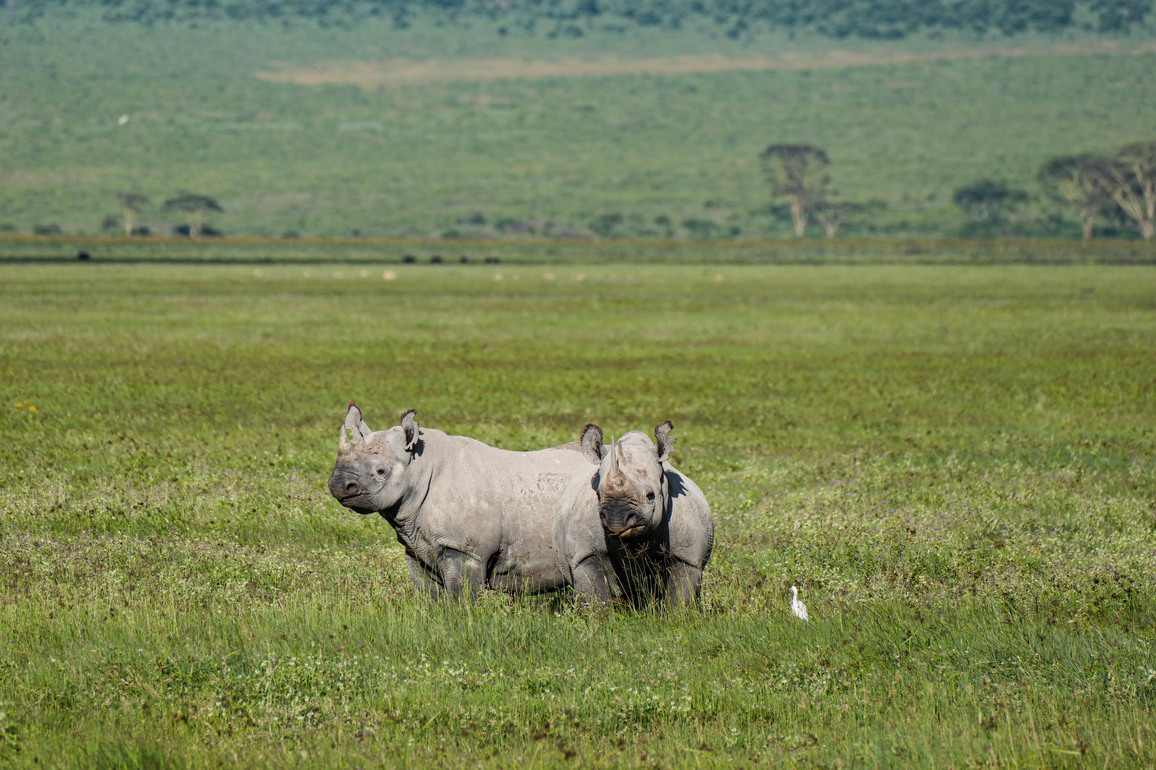 TANZANIA-NGORONGORO CONSERVATION AREA-WILDLIFE