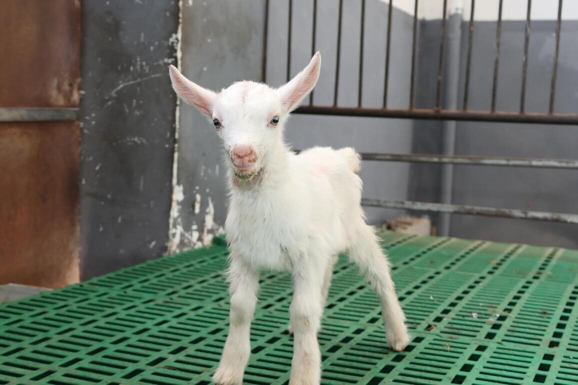 CHINA-SHAANXI-CLONED SUPER HIGH-YIELD DAIRY GOATS (CN)