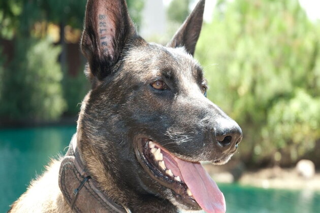 New South Carolina law increases penalties for harming K-9s