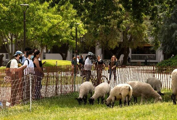 Cities using sheep to graze in urban landscapes, and people love it