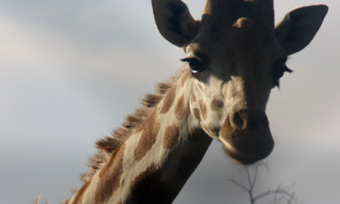 UWEC's Tangi giraffe dead UWEC's Tangi giraffe dead