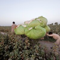 Policy paralysis chokes cotton trade, puts Pakistan's export economy in jeopardy