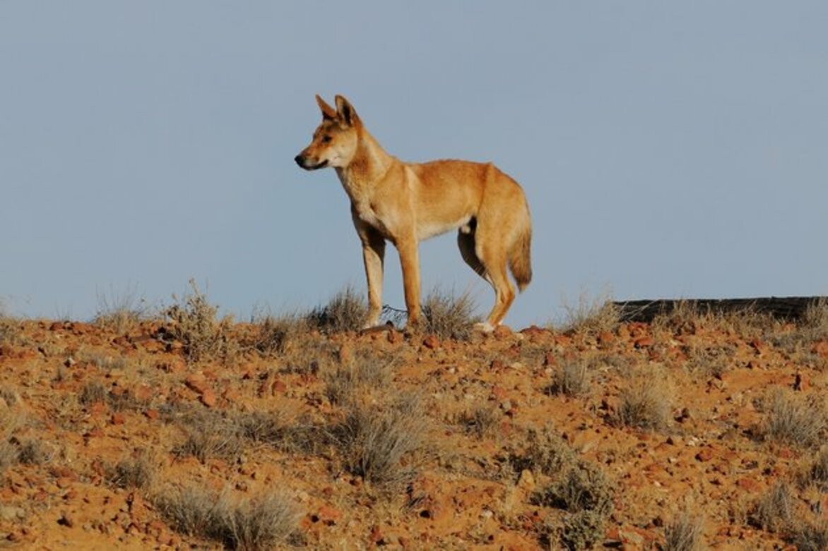 New DNA testing shatters 'wild dog' myth: most dingoes are pure