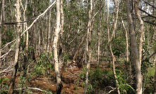  Vegetation around Toms Gully