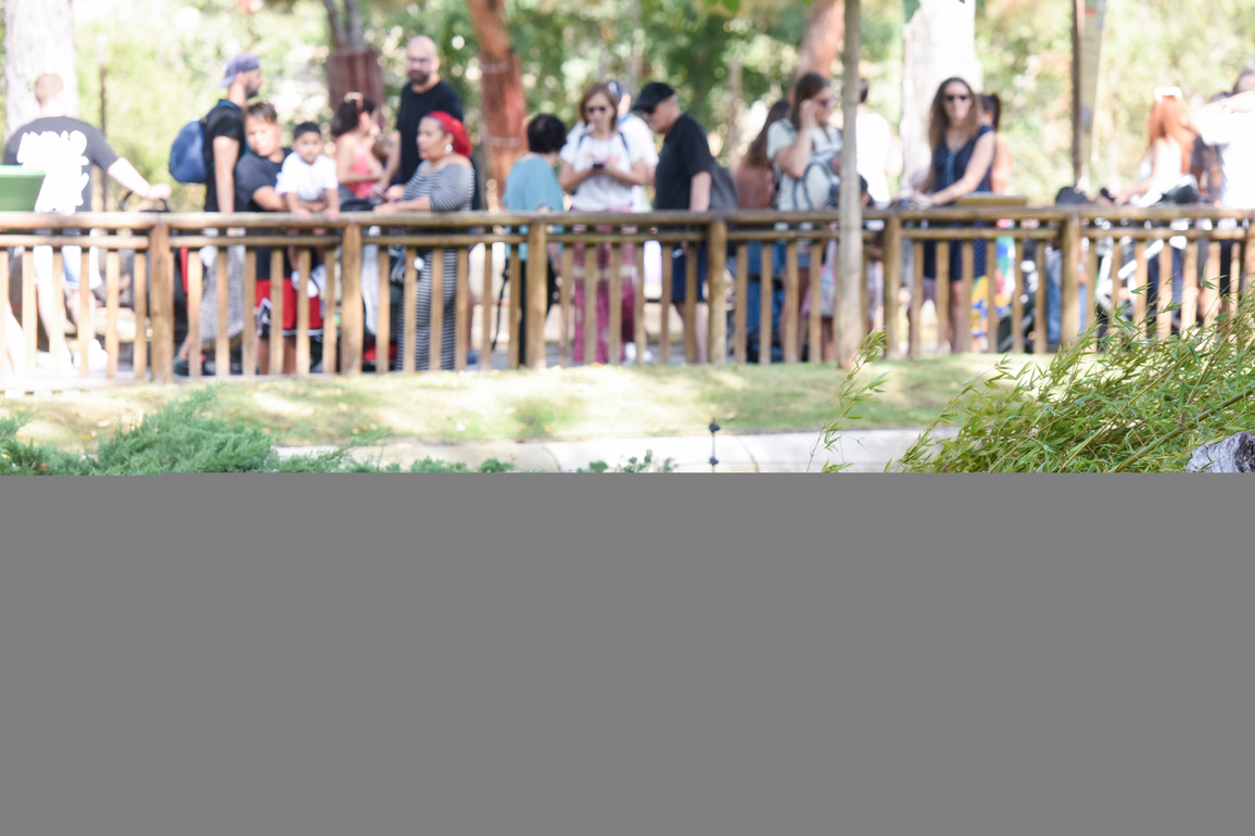 SPAIN-MADRID-GIANT PANDAS-BIRTHDAY PARTY