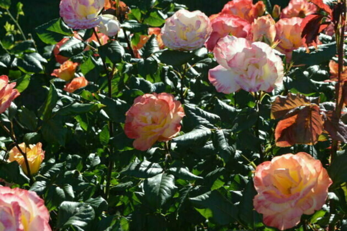 Portland's love of roses has deep roots