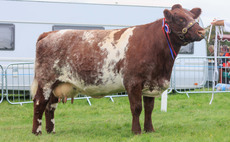 Beef Shorthorn reigns supreme at Bucks County Show