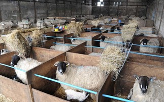 Scottish study finds 80% of farm supplementary sheep colostrum fails bacterial tests