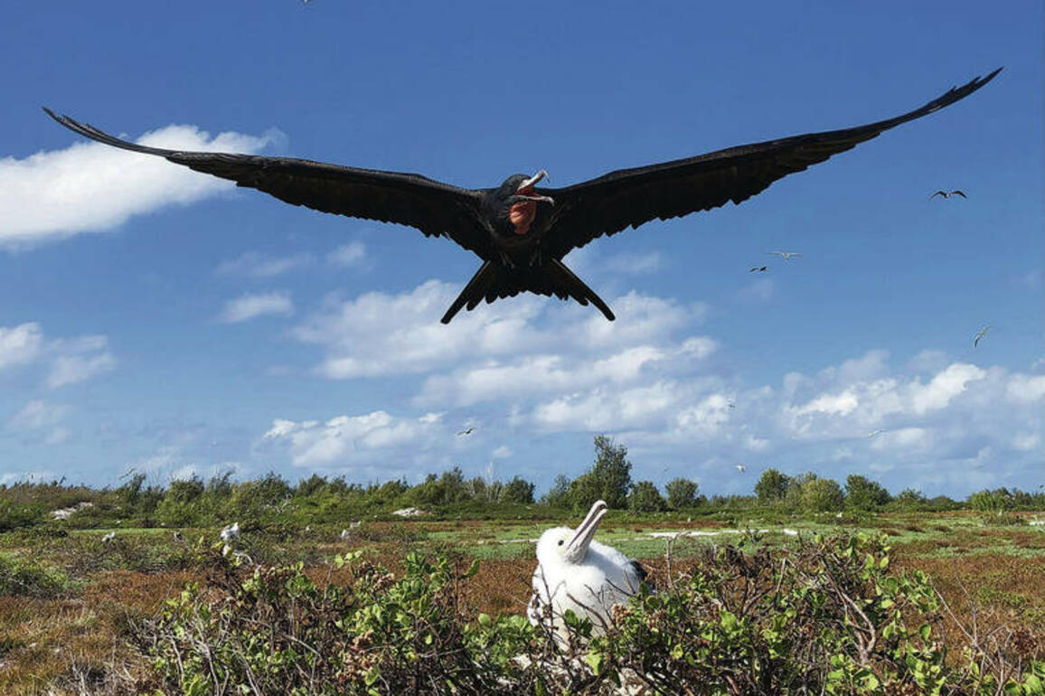 SpaceX rocket cargo project puts Pacific seabirds in jeopardy