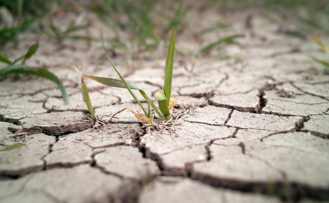 Farmers have warned owing to the prolonged heatwave, this could be the worst harvest in years