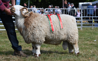 Welsh Mountain Hill takes championship on home turf at Merioneth 