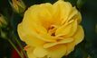 Yellow Rose blooms, AusTex makes Kansas find
