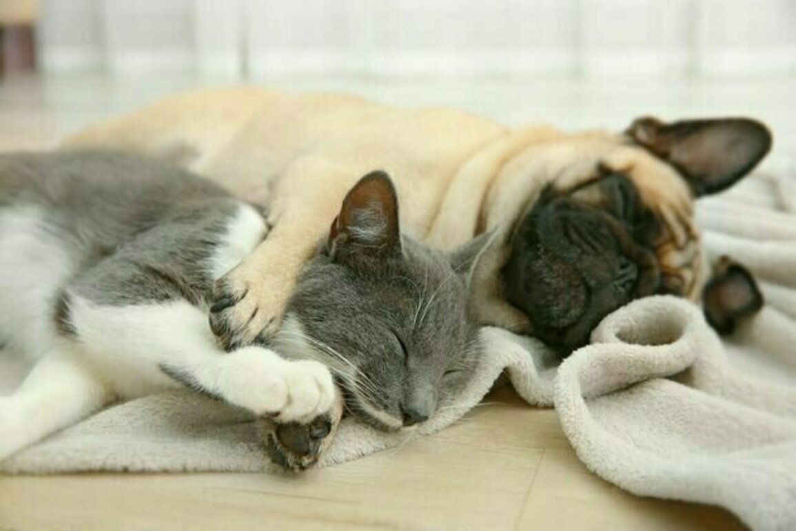 How dogs and cats are evolving to look alike and why it's humans' fault - new research
