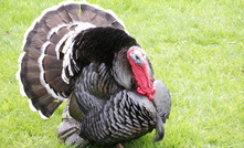 Fallout of Inghams turkey cruelty