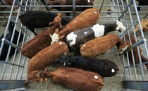 Good demand continues to drive beef trade