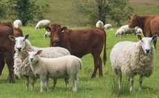 NZ Sheep and beef farmer confidence lowest in more than three years