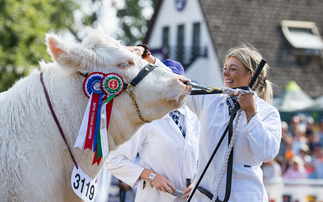 Charolais takes the inter-breed beef crown at Royal Welsh Show
