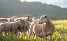 Sheep special: Herbal leys offer future benefits